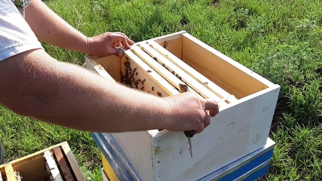 꿀벌 패키지-정의, 형성 및 보관 방법