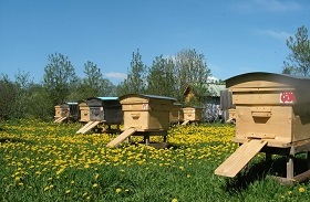 꿀벌을 번식시키는 방법?