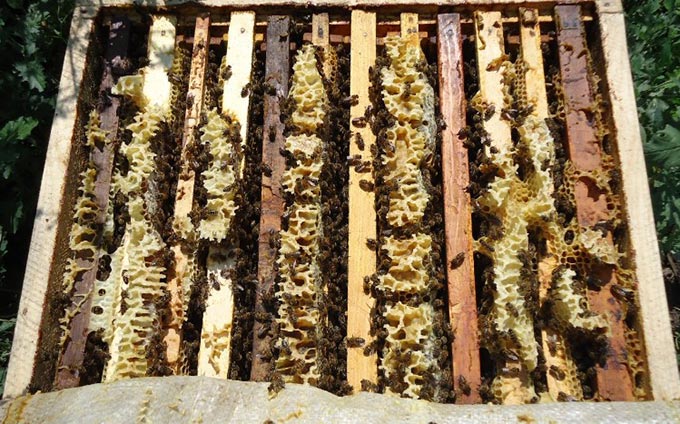 꿀벌이 벌집에서 날아 가지 않는 이유는 무엇입니까?