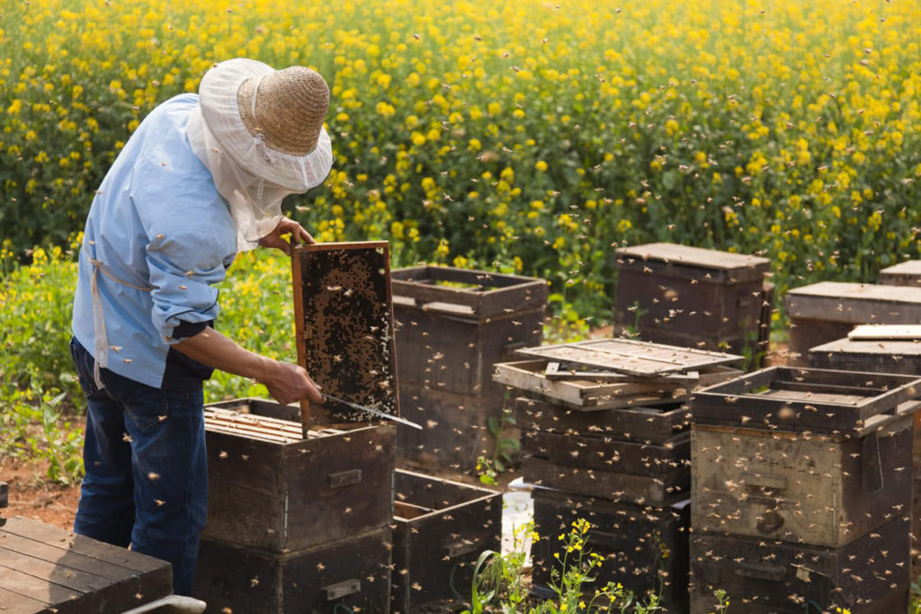 꿀의 종류와 종류는 무엇입니까 : 약용 특성 및 특성