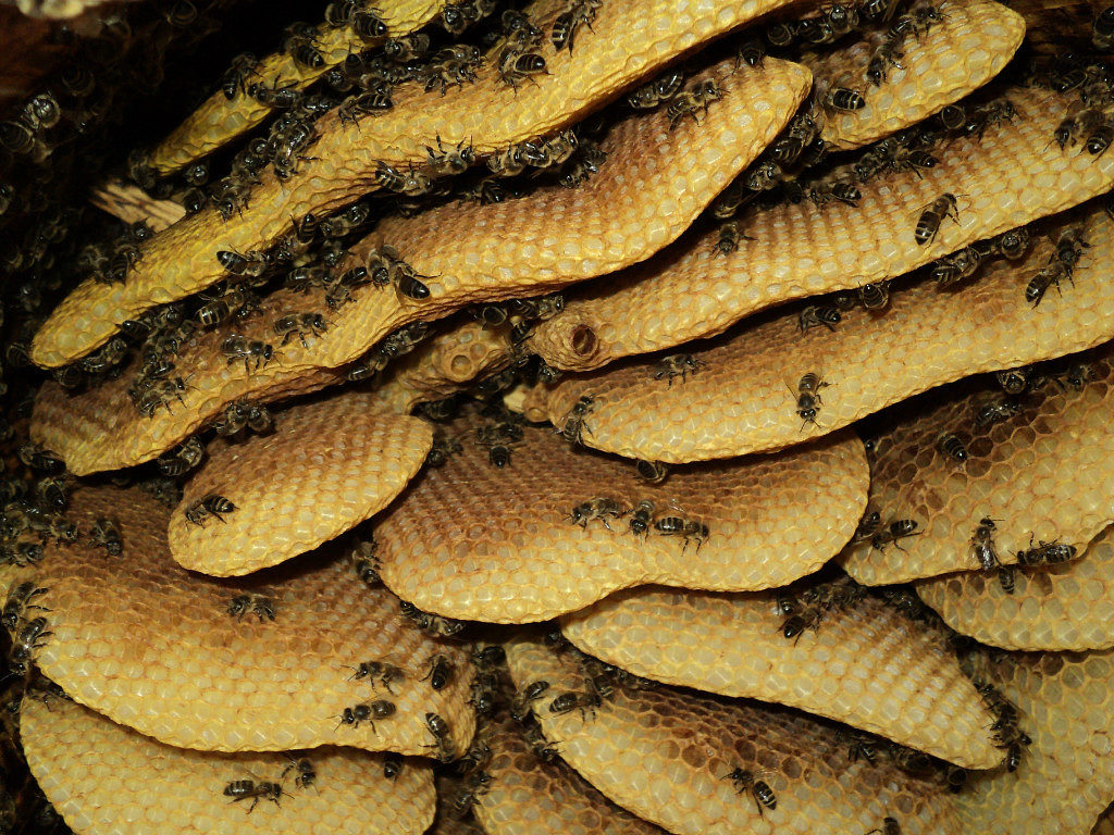 야생 꿀 : 수확 장소, 딱정벌레 꿀