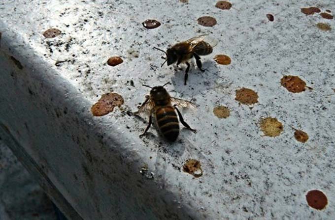 꿀벌의 설사