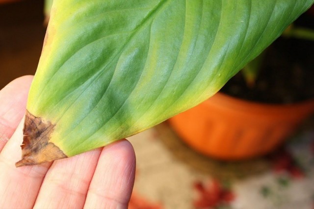 실내 식물의 잎 끝이 왜 건조합니까?