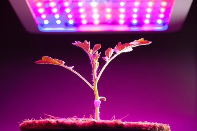 올바른 식물 램프-식물의 보조 조명을위한 조명 장치 선택-아름다운 실내 식물