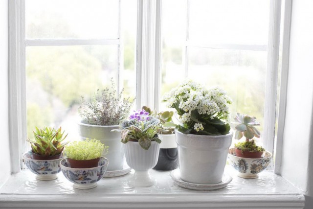 창턱에 더 많은 실내 식물을 배치하는 방법은 무엇입니까?