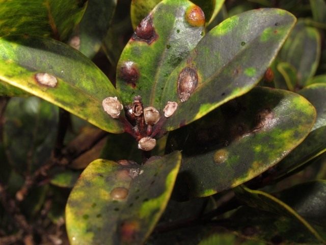 거짓 방패의 영향을받는 Ficus 잎