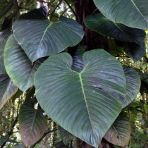 박사 ornatum (Ph. imperiale, Ph. sodirai)-장식 된 Philodendron