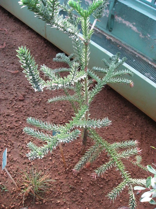 산 Araucaria (Araucaria montana)
