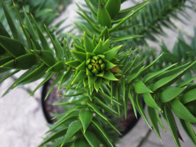 칠레 아라우 카 리아 (Araucaria araucana)
