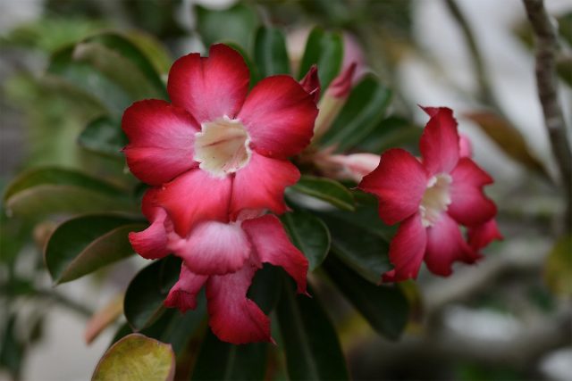 Adenium (Adenium) 깔때기 모양의 꽃, 직경 6cm, 흰색에서 어두운 진홍색까지 다양한 색조