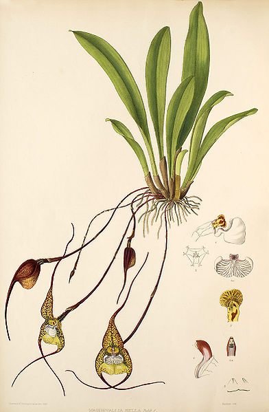 드라큘라 벨라. Florence Woolward : The Genus Masdevallia 책의 식물 삽화. 1896 년
