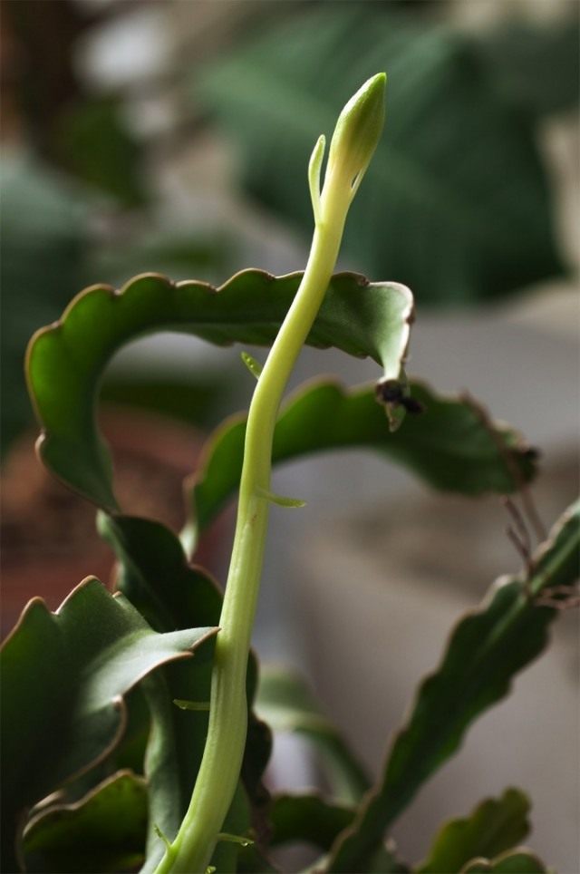epiphyllum의 화살 꽃자루