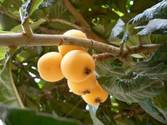 Mishmula 과일