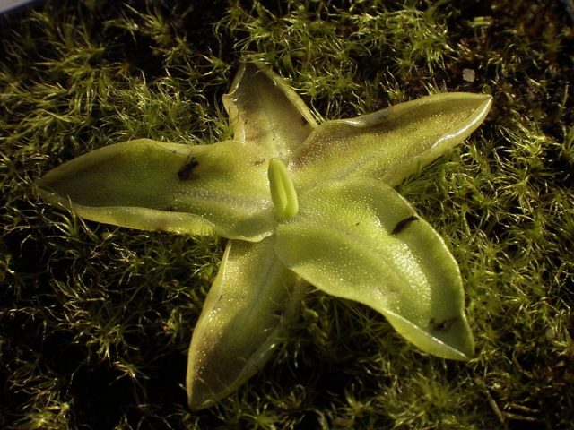 일반적인 Chiryanka (Pinguicula vulgaris)