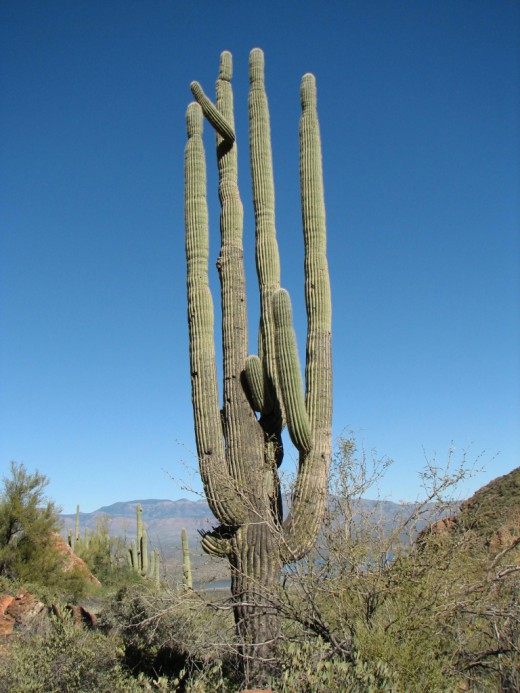 Saguaro 선인장은 사막의 살아있는 기념물입니다. -떠나다