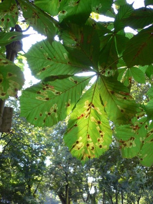 광부 나방에 감염된 밤나무 잎