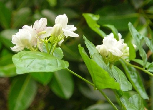 자스민 삼박 (Jasminum sambac)