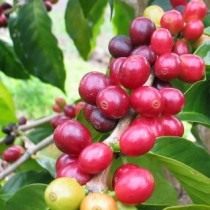 커피 열매
