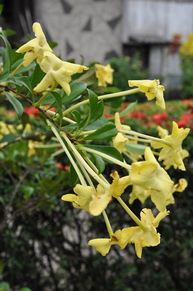 Brunfelsia 아메리카나