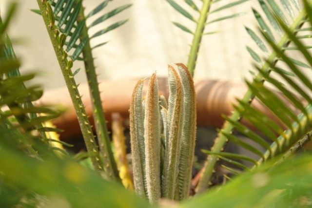 Cycad 또는 Tsikas 또는 Sago palm (Cycas)