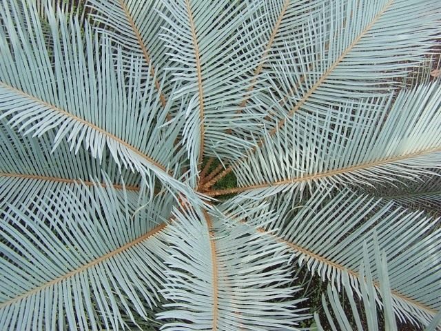 각진 소철 (Cycas angulata)