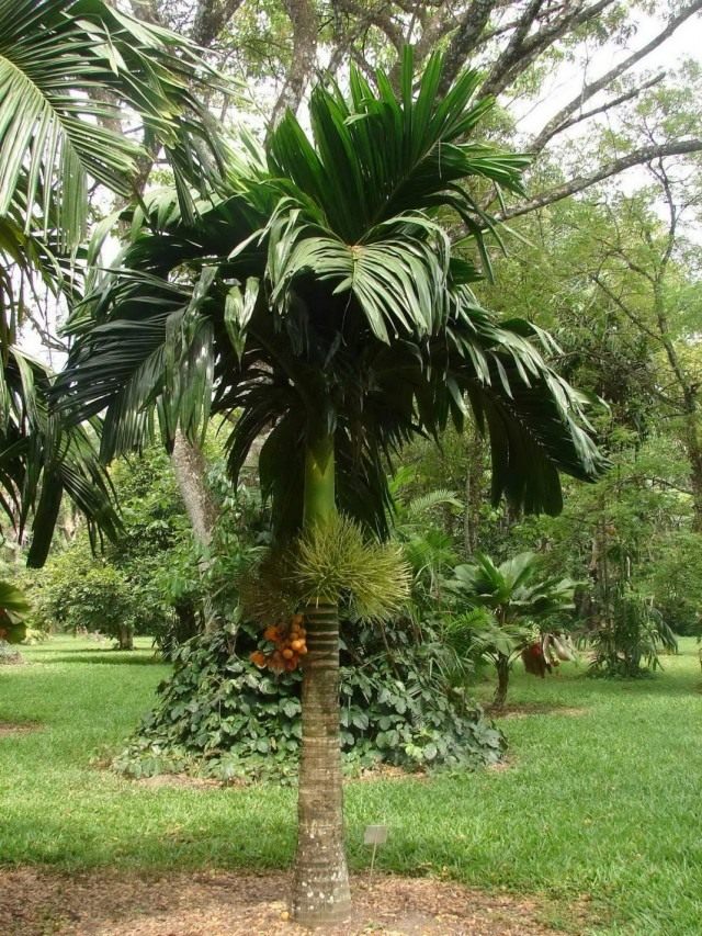 Areca catechu 또는 Bethel palm