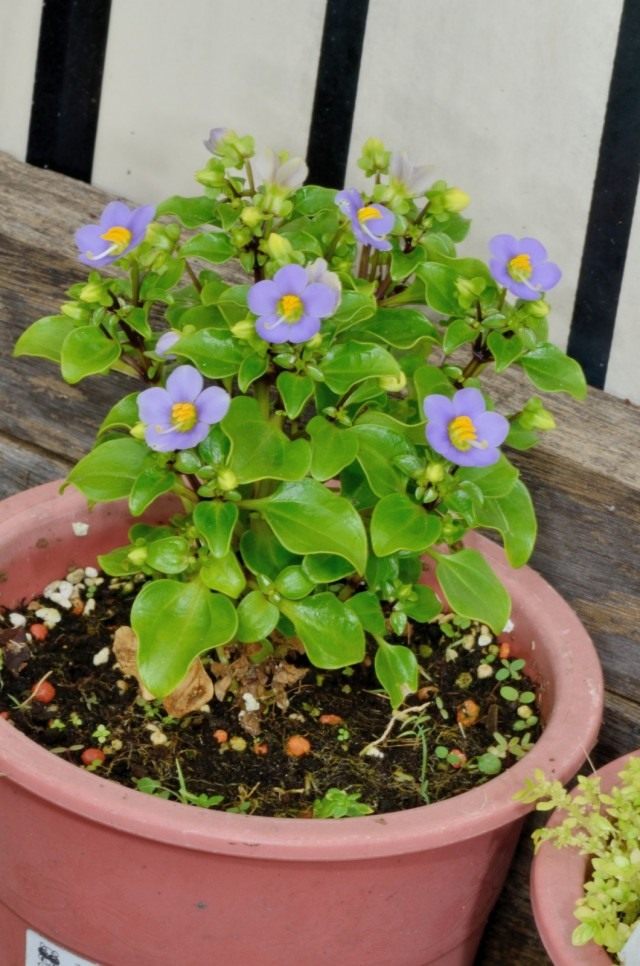 Exacum 관련 또는 Persian violet (Exacum affine)