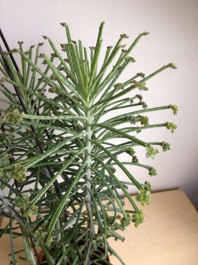 Bryophyllum delagoense (Bryophyllum delagoense)