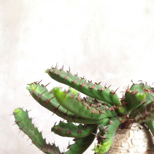 별 행복감 (Euphorbia stellata)