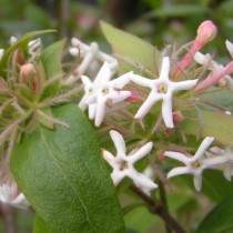 아벨 리아 트리 플로라 (Abelia triflora)