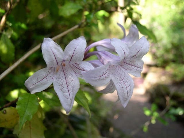 아름다운 Asystasia (Asystasia bella)