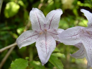 아름다운 Asystasia (Asystasia bella)