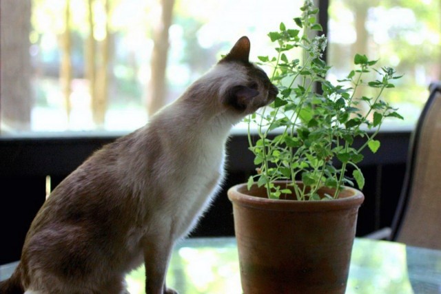 관엽 식물을 먹는 고양이