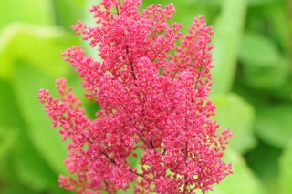 Astilbe 일본어 (Astilbe japonica)