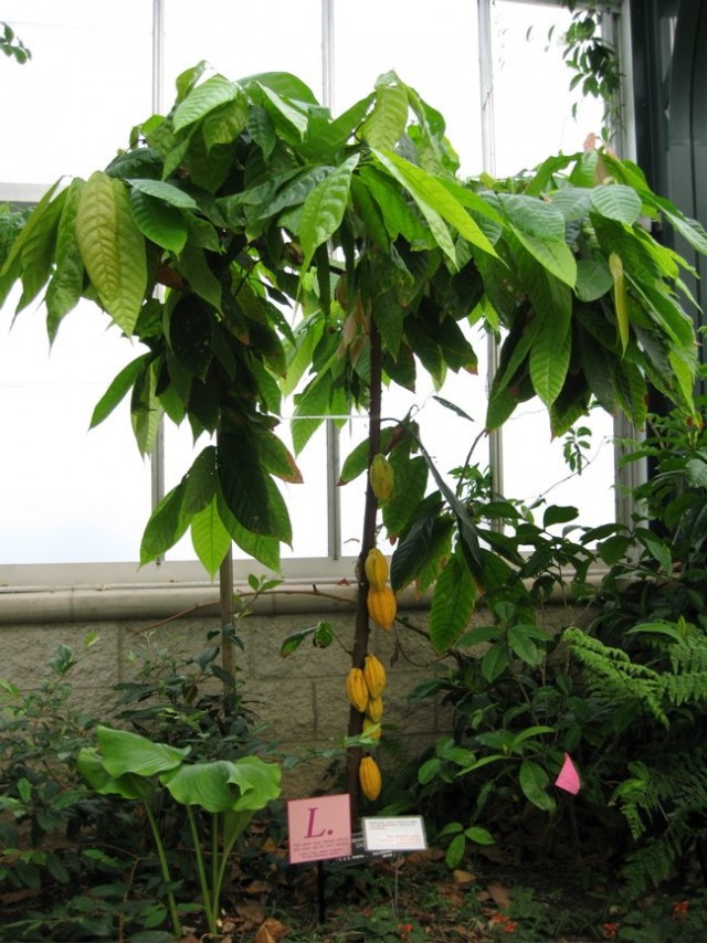코코아 나무는 비옥 한 식물 종을 키우고 유지하기 가장 어렵습니다.