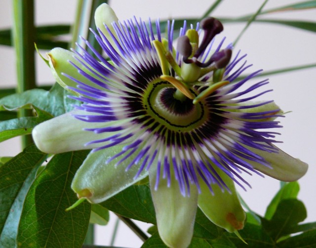Passionflower는 수분을 가장 좋아하는 실내 덩굴 식물 중 하나입니다.