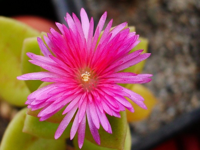 Aptenia 꽃은 국화 꽃과 약간 비슷합니다.