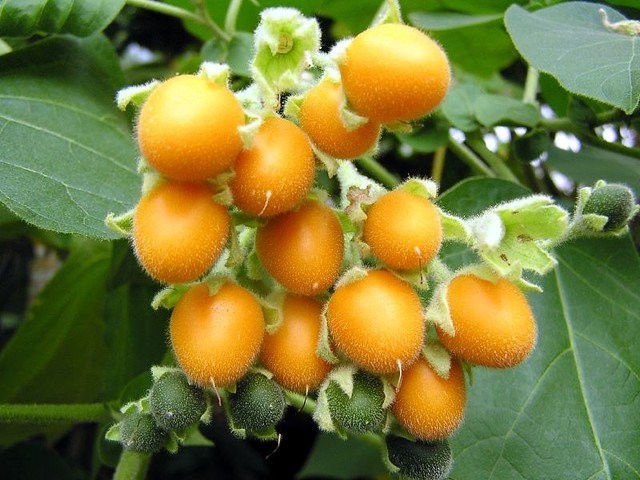 Cyphomandra 나무 (Cyphomandra abutiloides)