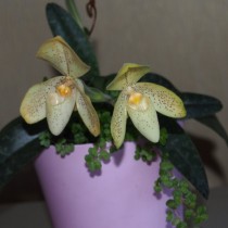 Paphiopedilum 단색 (Paphiopedilum concolor)