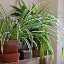 Chlorophytum (Chlorophytum)-공기 정화를위한 최고의 실내 식물 중 하나이며 따라서 보육원에 적합합니다.
