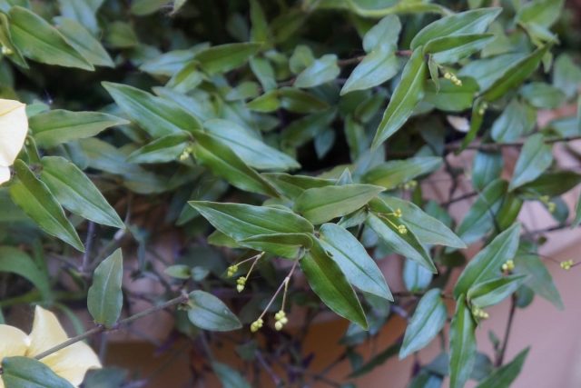Gibasis geniculate (Gibasis geniculata)는 길이 2-5cm, 너비 1cm의 작은 좁은 잎으로 구별됩니다.