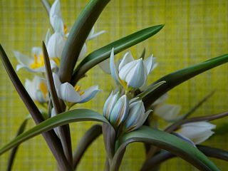 다색 튤립 (Tulipa polychroma) 또는 두 꽃 튤립 (Tulipa biflora)