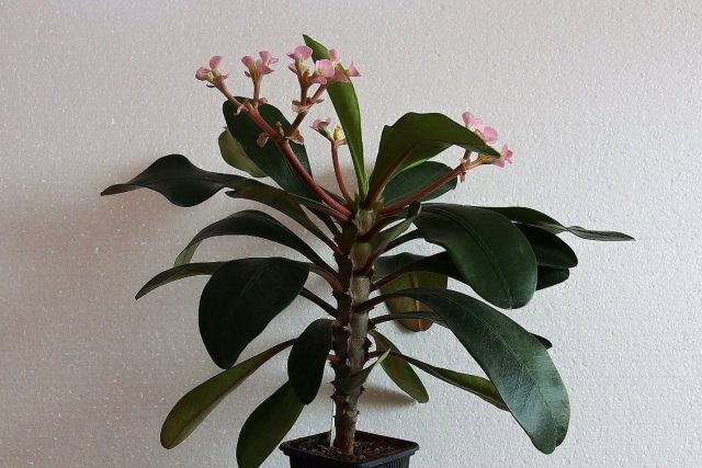 유포르비아 (Euphorbia lophogona)