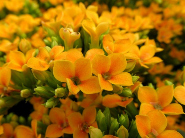 Kalanchoe 꽃