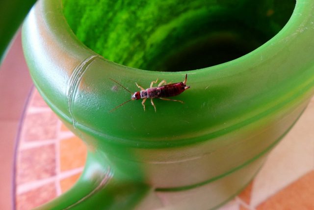 집게 벌레는 어린 실내 식물, 특히 묘목을 공격 할 수 있습니다.