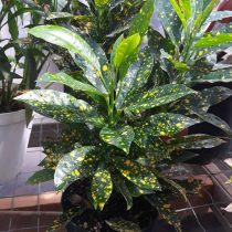 Codiaeum variegated (Codiaeum variegatum), 품종 'Gold Dust'