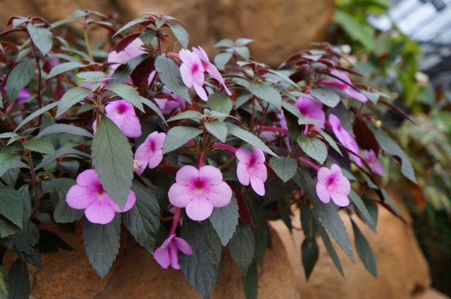 Ahimenes-최소한의 유지 보수로 무성한 꽃-아름다운 실내 식물