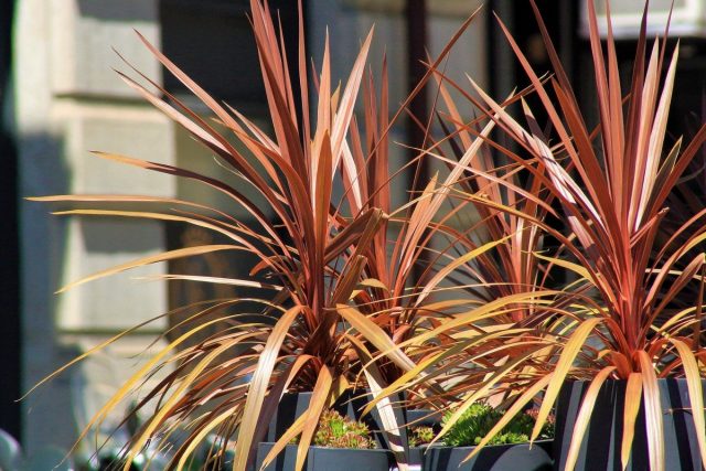 Cordilina-dracaena의 더 밝은 대안-아름다운 실내 식물