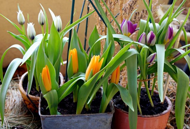 Dwarf Botanical Tulips-혜택 및 최상의 품종 관리