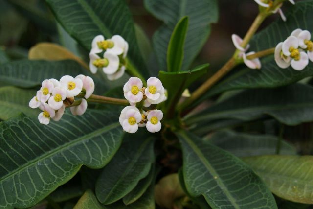 Euphorbia 볏-소박한 꽃 다육 식물 관리